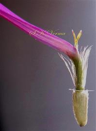  Ray Floret